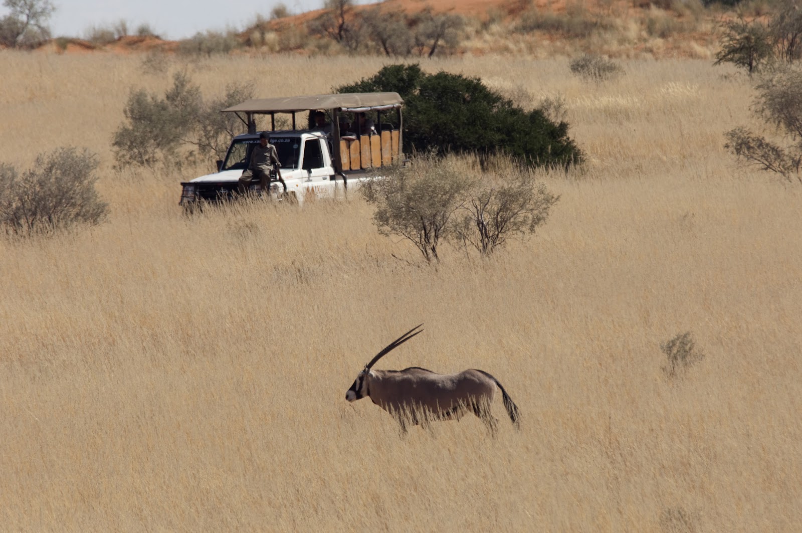 Um "gemsbok" no Kgalagadi Transfrontier Park