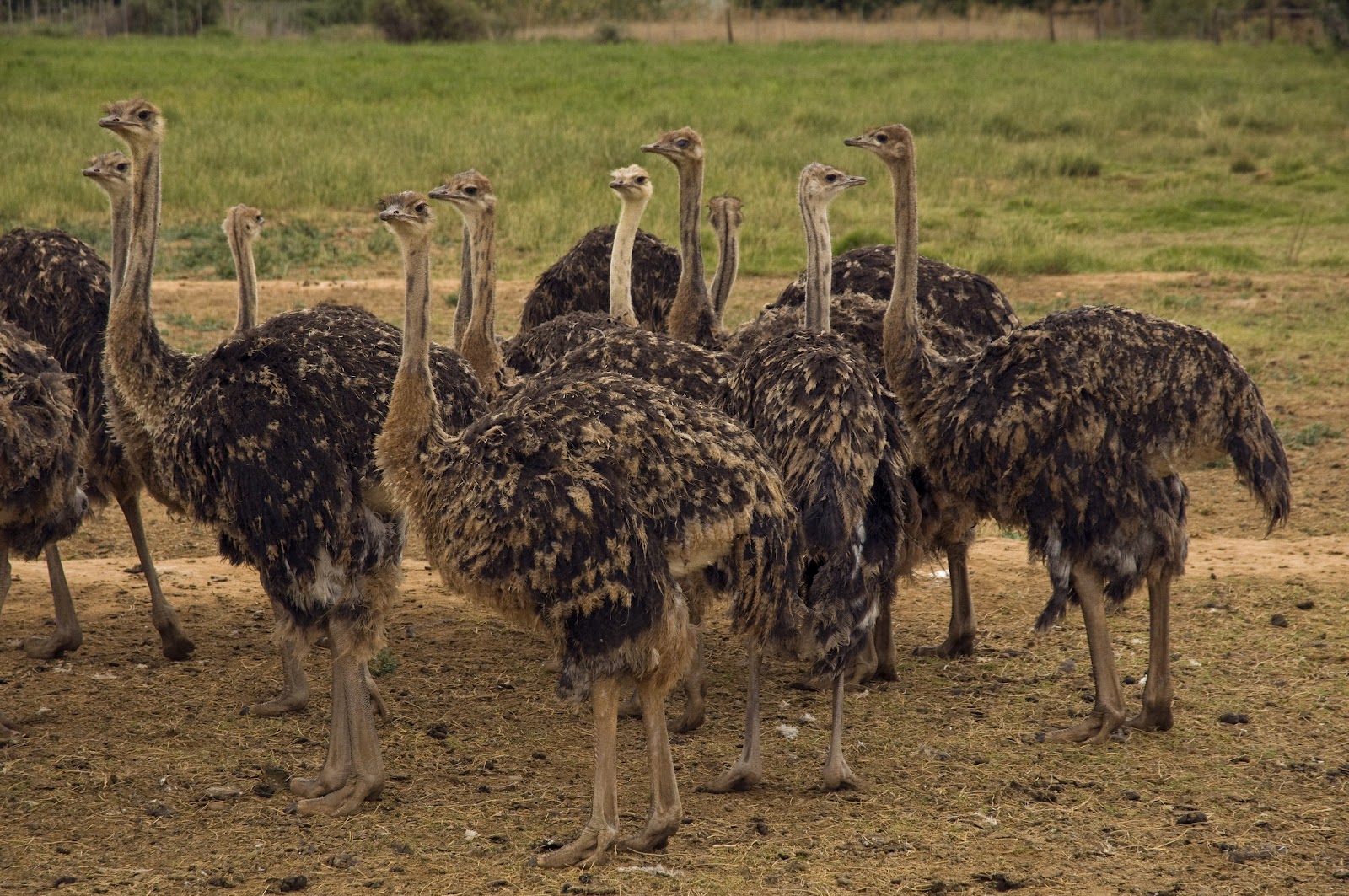 Ostriches on Ostrich Farm, Oudtshoorn, Oudtshoorn, Western Cape Province