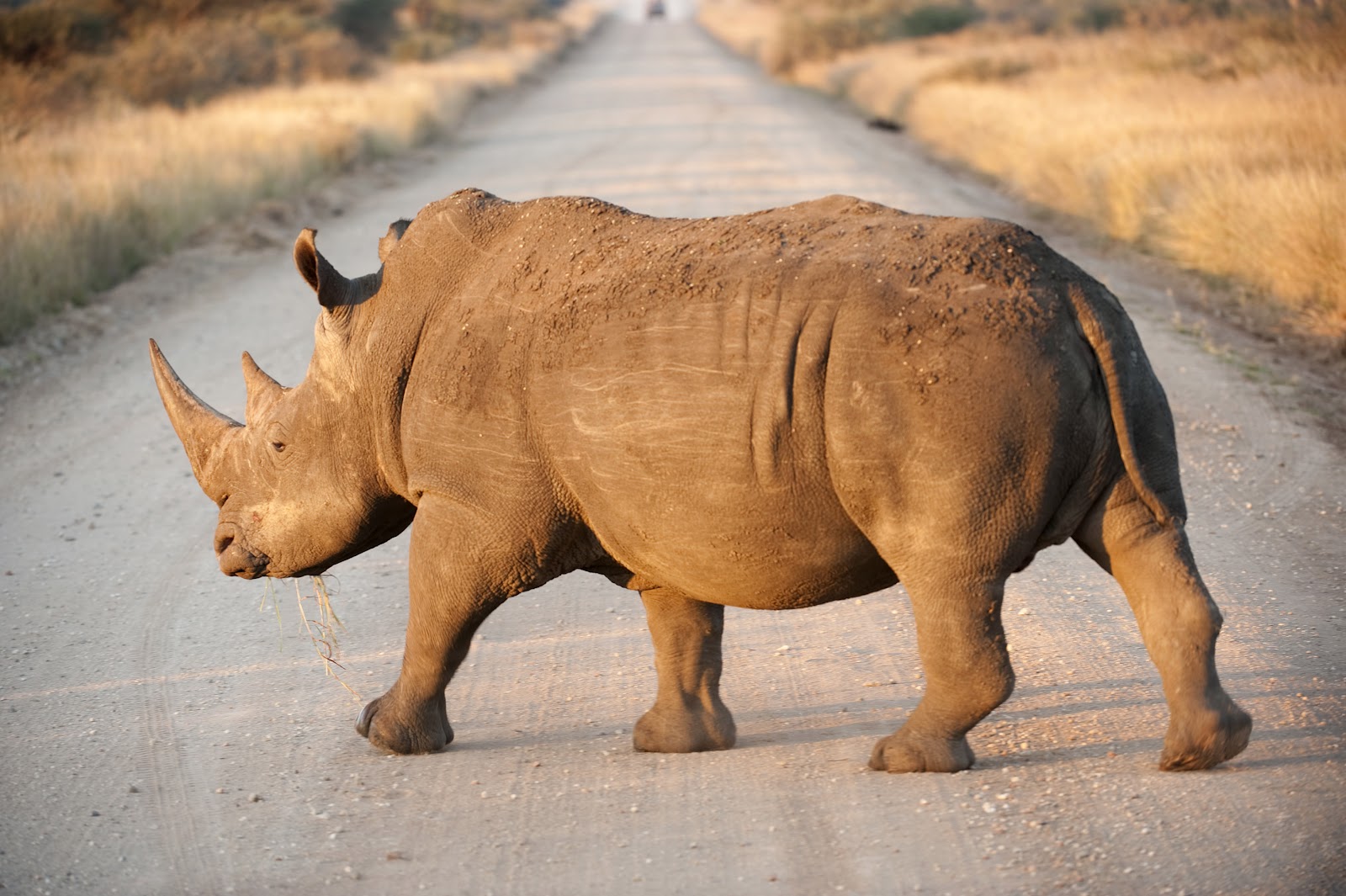 Rhino on road, North West Province, North West Province