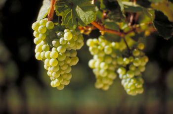 Messina: a terra das Cruzadas, de monstros gregos e vinhos brancos