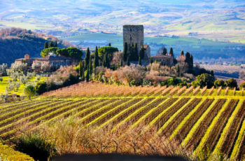 Pesquisa comprova que a música melhora a qualidade das uvas nos vinhedos de Montalcino, na Toscana italiana