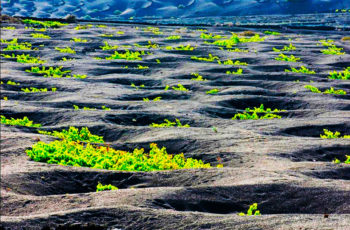 Conheça o vinho Malvasia que nasce na paisagem lunar de Lanzarote, Ilhas Canárias e encantou Sheakespeare e Saramago