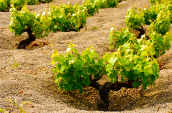 Técnica de 3.000 anos de cultivo de uvas da Ilha Pantelleria, Itália, a “vite ad alberello” agora é Patrimônio Mundial da Humanidade da UNESCO
