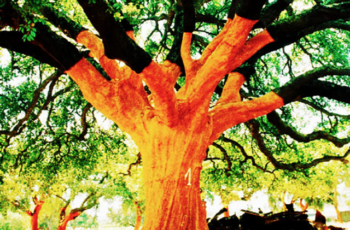 Conheça o sobreiro mais velho do mundo, que há 231 anos produz cortiça no Alentejo, Portugal, e mostra que dinheiro dá em árvores
