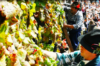 Conheça a Old Vine de Maribor, Eslovênia, a videira mais antiga do mundo, com 510 anos, que continua produzindo uvas, vinhos e turismo.