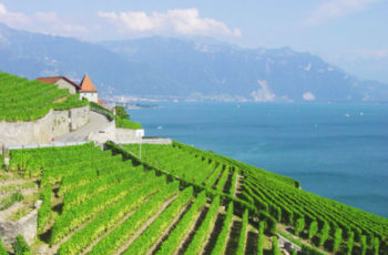Nos vinhedos de Lavaux, Suíça, um patrimônio da Humanidade pela Unesco