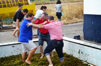 Enoturismo inteligente na Andaluzia, Espanha, propõe “paternidade responsável” de vinhas