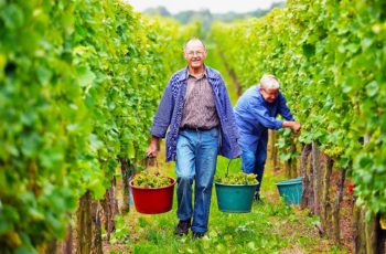 Colheita em andamento na Alemanha: a safra 2014 promete despejar no mercado 9 milhões de hectolitros de vinhos da melhor qualidade
