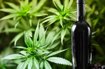 Fumacê na taça: vinhos produzidos com uvas e marijuana nos Estados Unidos