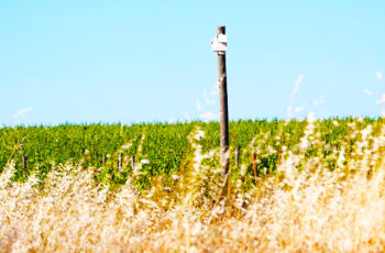 Conheça a Herdade do Esporão, no Alentejo, que emprega morcegos do bem para proteger os vinhedos de insetos do mal