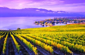 Conheça cinco das mais impressionantes paisagens com vinhedos do mundo