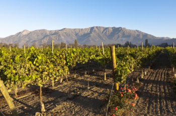 Reguengos de Monsaraz, no Alentejo, Portugal, é a Cidade Europeia do Vinho de 2015