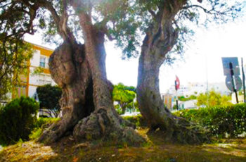 Conheça a oliveira com 2.856 anos, a árvore mais antiga de Portugal, que ainda produz olivas!
