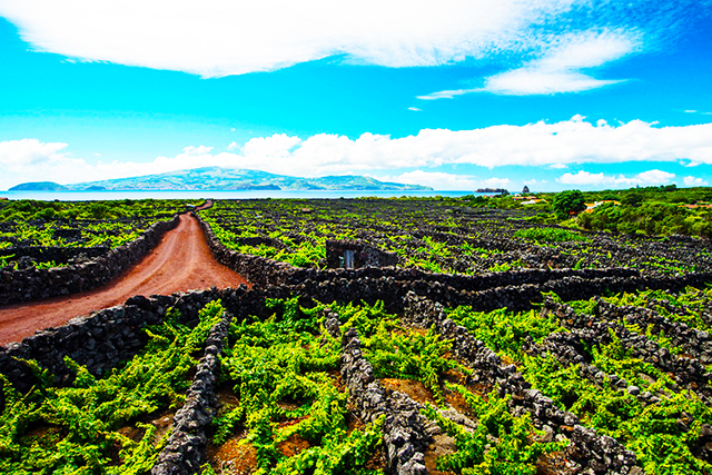 UNESCO World Heritage wine region near Criacao Velha in Pico Island, Azores, Portugal, North Atlantic Ocean. Local growers use the abundant volcano basalt rock to build walls around the grape trees to protect them from the salt and wind. The rocks also generate heat, which benefits the fruit.