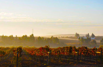 Vinhos orgânicos, azeites finos, alfarrobas saudáveis e animais felizes: veja como o capitão Zeppenfeld construiu um pequeno paraíso sustentável sob o céu do Alentejo, Portugal