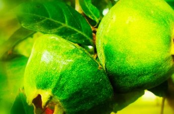Conheça o Cambuci, uma estranha fruta da mata atlântica que está melhorando a gastronomia, animando comunidades e recuperando territórios