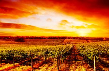 Conheça mais de 20 bens da cultura do vinho que são reconhecidos pela Unesco como Patrimônios da Humanidade