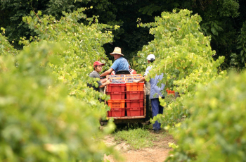 Acelerando a máquina: Brasil ultrapassa a barreira do consumo de 2,5 litros de vinho por ano, por pessoa. Será?