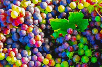 Roteiro do Dia Mundial do Enoturismo, de 9 a 13 de novembro: aproveite para passear, comer, beber, contemplar e aprender sobre a cultura do vinho