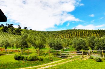 Mais delícias da Mantiqueira Paulista: os azeites da Oliq, os vinhos da Villa Santa Maria e a beleza da paisagem infindável