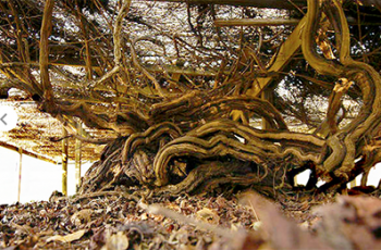 Conheça a gigantesca “Mother Vine”, a mais antiga vinha da América do Norte, com 400 anos, e seu vinho doce de uvas Scuppernong.