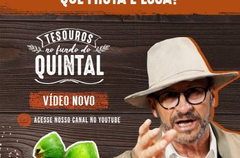 Conheça o Cambuci, um tesouro da Mata Atlântica que gera emprego e renda, atrai turistas e é usado por chefs badalados