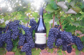 Conheça o Syrah Bambini 2018, uma surpresa do Cerrrado Mineiro que harmoniza uvas europeias com terroir de cafés de exportação.