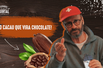 O cacau que vira chocolate – e os cacaus brasileiros com identidade geográfica