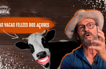 A história das vacas felizes dos Açores
