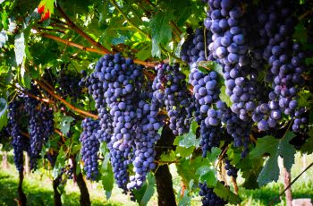 Rio Grande do Sul colheu 800.000 toneladas de uva em 122 municípios: uma safra muito boa para vinhos que prometem qualidade