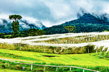 Vinhos de Altitude de Santa Catarina agora têm selo de Indicação Geográfica