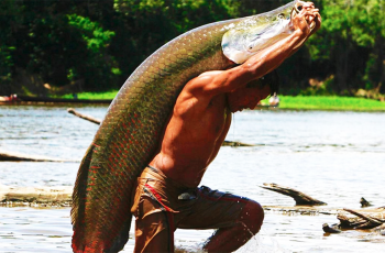 Pirarucu de Mamirauá, o gigantesco peixe da Amazônia, batiza a mais nova Denominação de Origem do Brasil