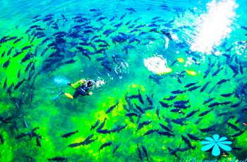 Brasil vai ganhar o primeiro museu subaquático do mundo em água doce, em Bonito – MS