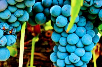 Pesquisa na Espanha comprova: vinhos de uvas autóctones estão tendo mais valor do que vinhos com castas globais.