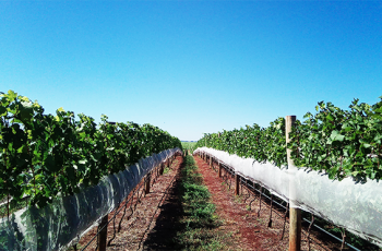 Vitivinicultura de precisão chega ao Brasil produzindo vinhos diferenciados em São Paulo