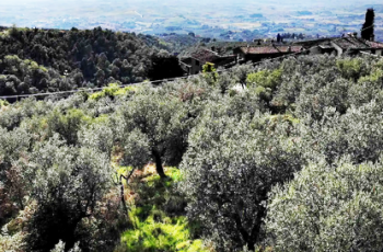 30 milhões de oliveiras estão abandonadas na Itália e fundos do governo para recuperá-las são suspeitos de desvios