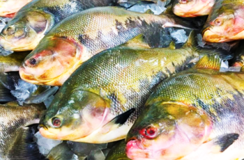 O peixe tambaqui é o segundo produto de Rondonia reconhecido com uma Indicação Geográfica: Vale do Jamari